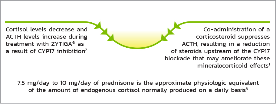 ZYTIGA® and prednisone | The Role of Prednisone